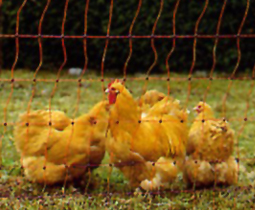 Poultry netting
