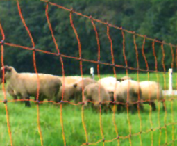 Sheep netting