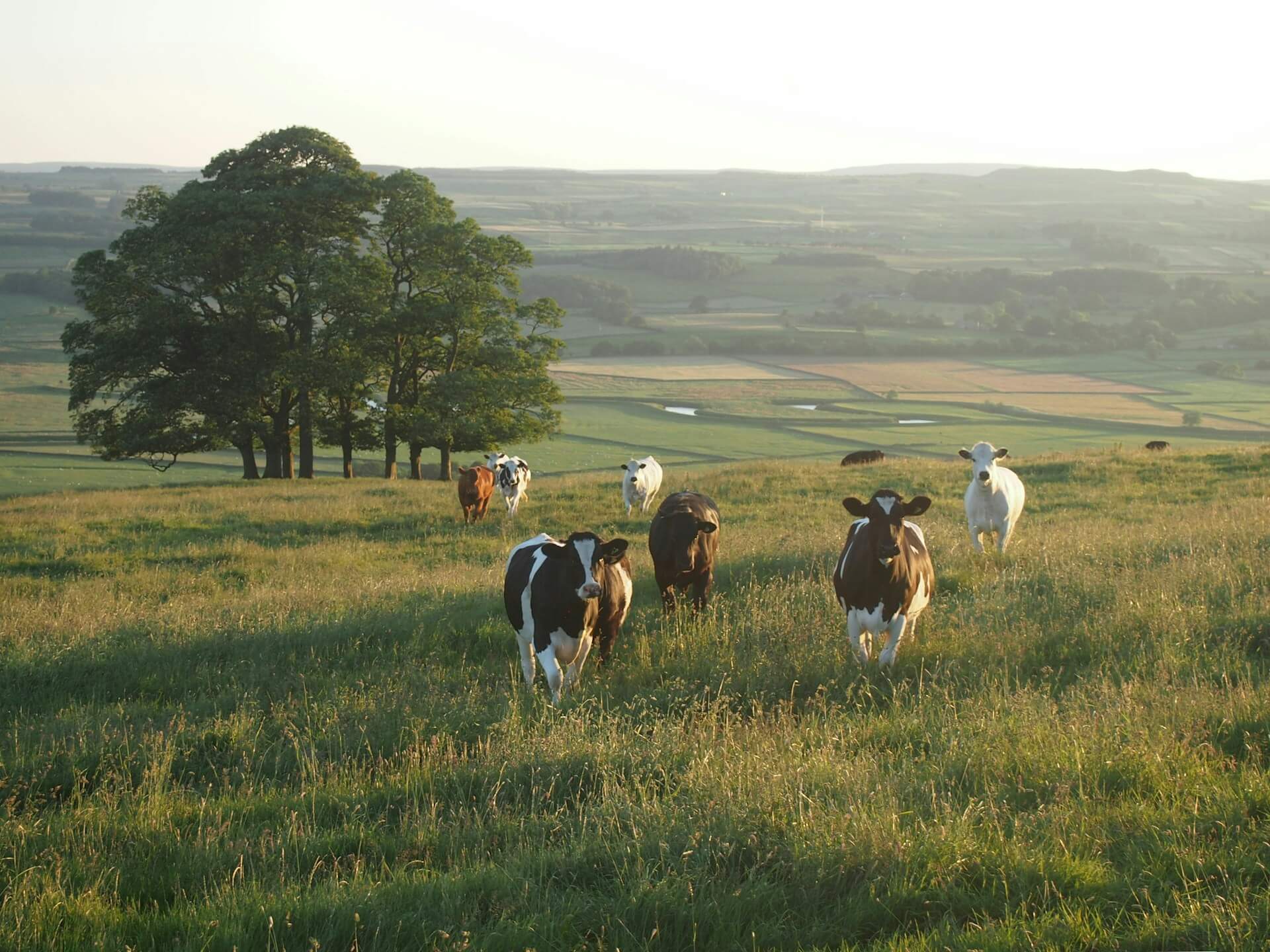 A group of cows in the morning light looking at the camera, there are fields in the far background but closer there is a group of trees